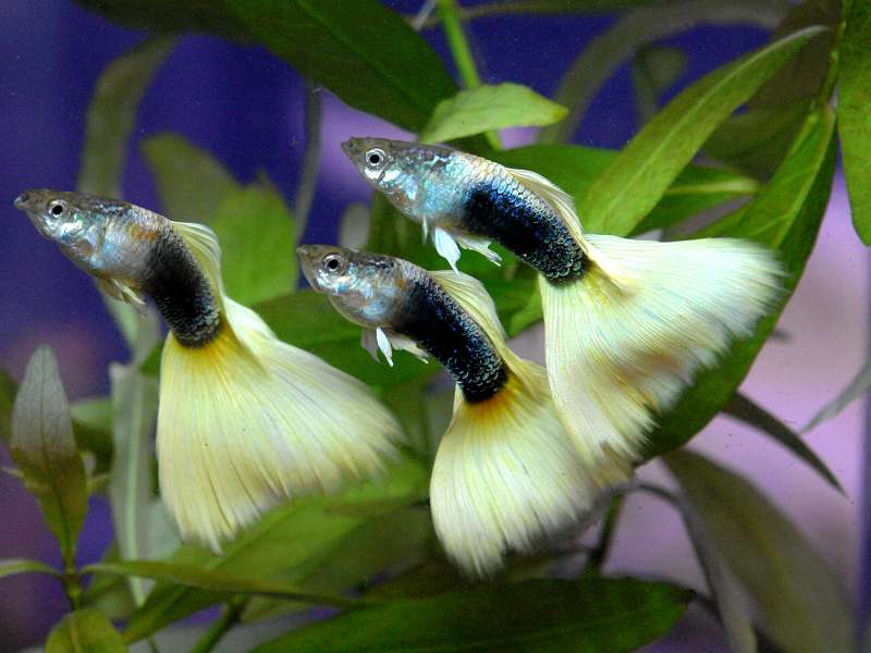 Гуппи Рыбки Разновидности Фото